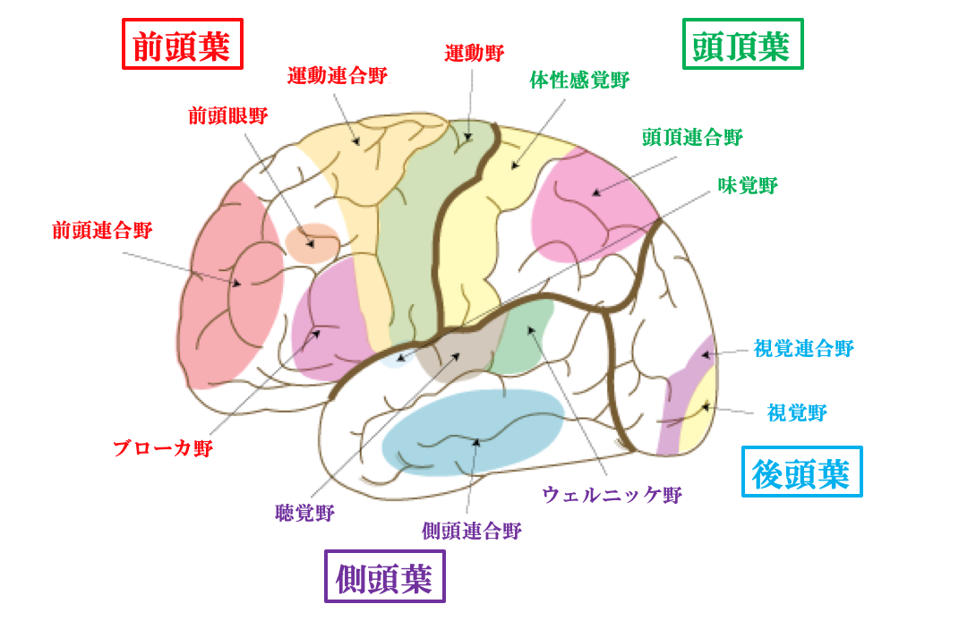 大脳皮質の役割
