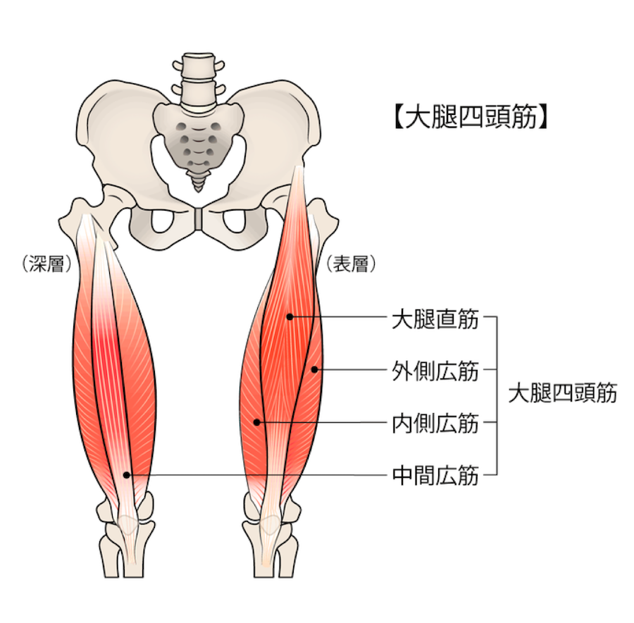 大腿四頭筋