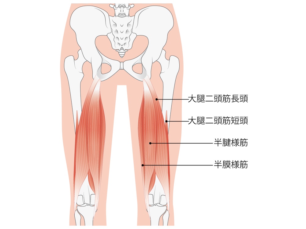 ハムストリングスの画像