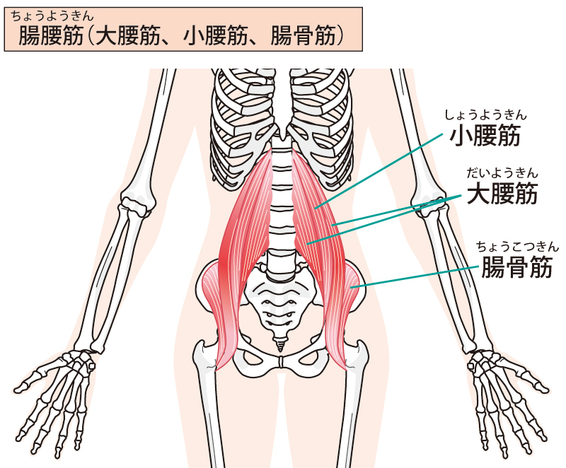 腸腰筋の図