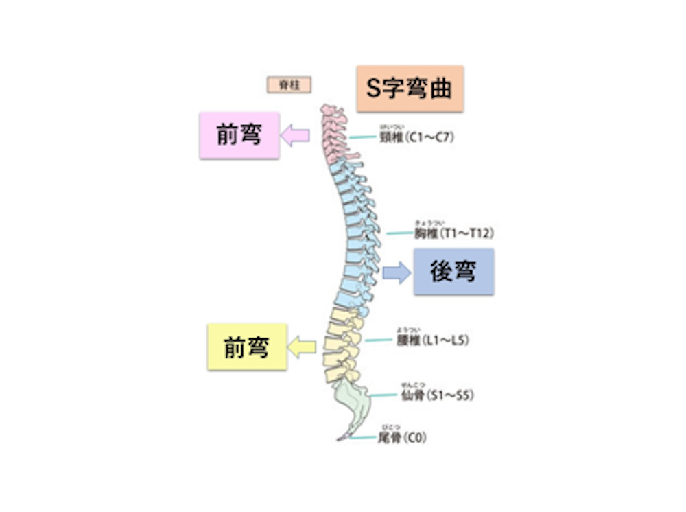 脊柱の図