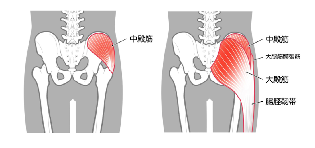 中殿筋の解剖図