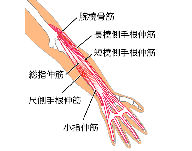 前腕伸筋群